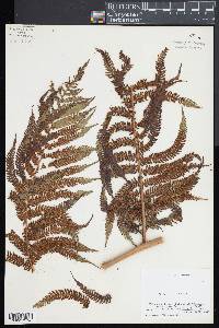 Cyathea arborea image