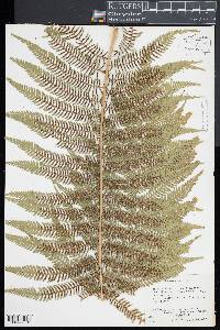 Cyathea arborea image