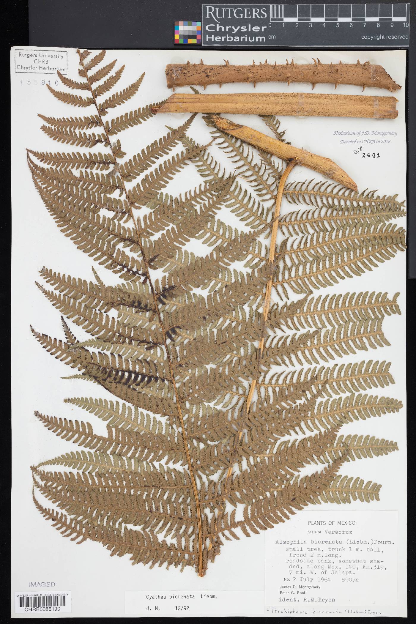 Cyathea bicrenata image