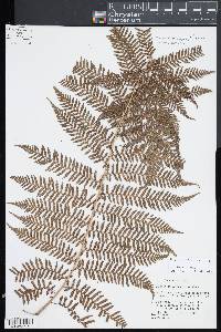 Alsophila decurrens image