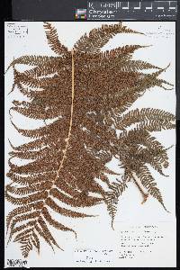 Cyathea medullaris image