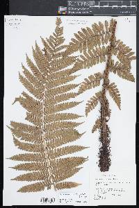 Cyathea propinqua image