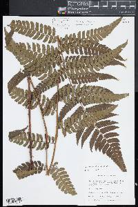 Cyathea pungens image