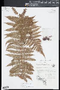 Cyathea bicrenata image