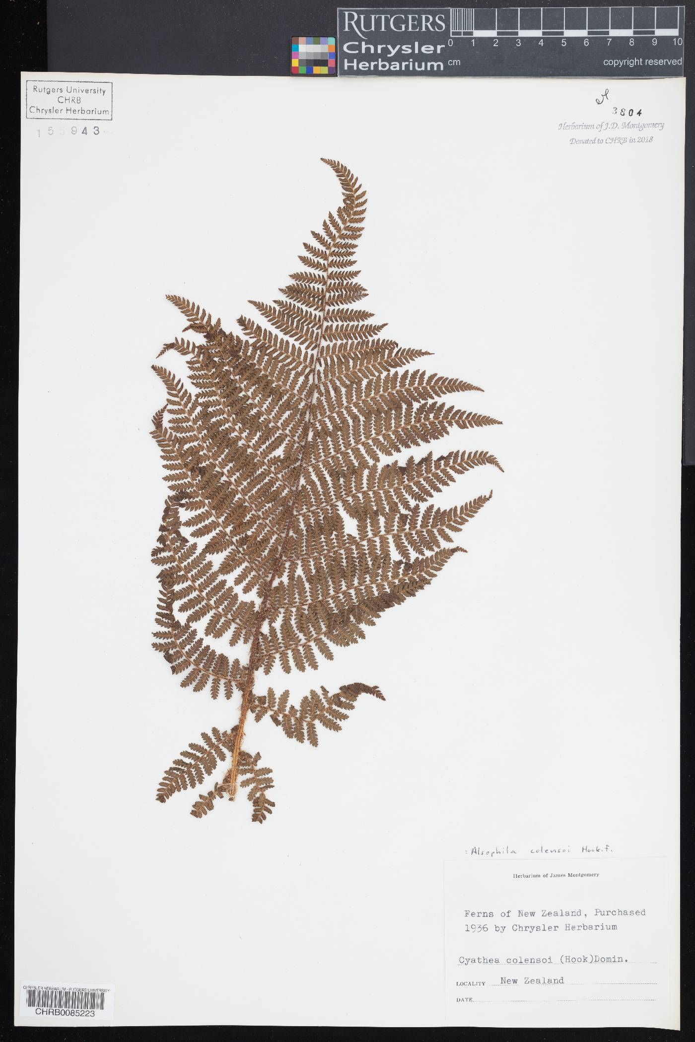 Cyathea colensoi image