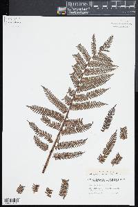 Cyathea loheri image