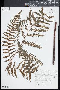 Cyathea metteniana image