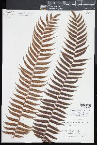 Cyathea rebeccae image