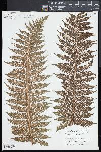 Cyathea robertsiana image