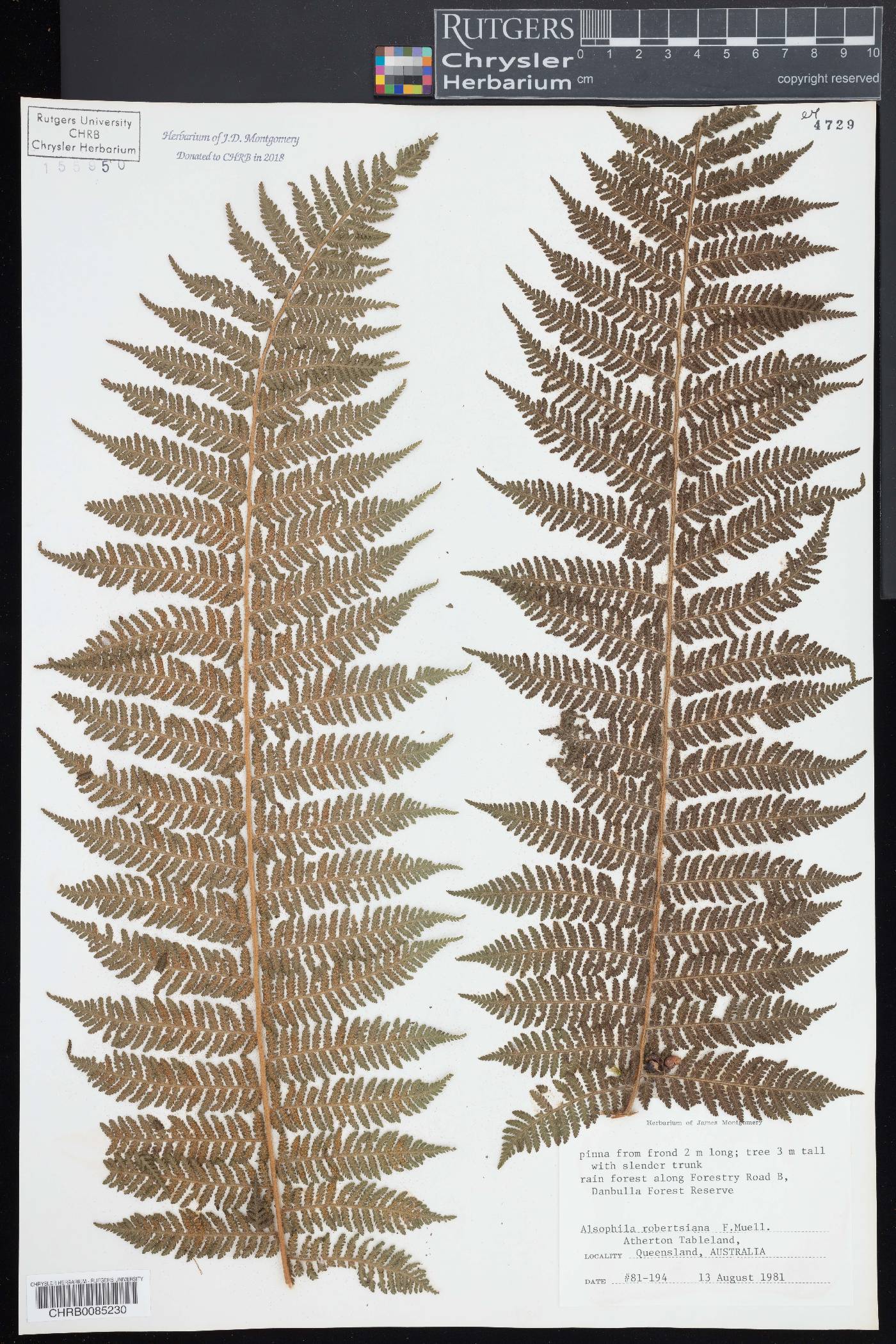 Cyathea robertsiana image