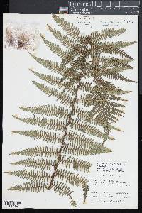 Cyathea leichhardtiana image