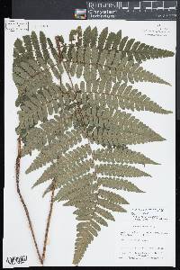 Cyathea surinamensis image