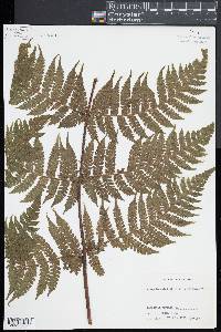 Lonchitis hirsuta image