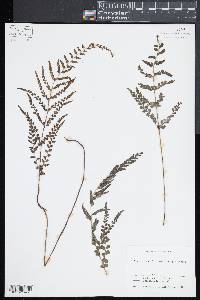 Lindsaea ensifolia image