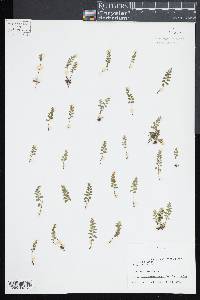 Lindsaea javanensis image