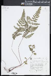 Lindsaea javanensis image