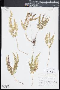 Lindsaea feei image