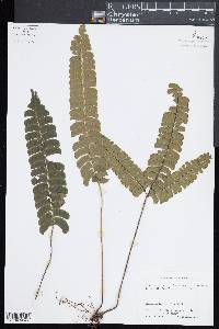 Lindsaea lancea image