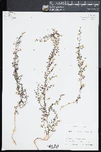 Lindsaea microphylla image