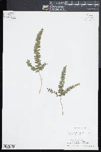 Lindsaea obtusa image