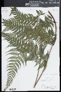 Dennstaedtia bipinnata image