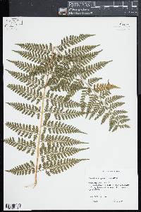 Dennstaedtia bipinnata image