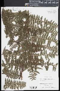 Dennstaedtia cicutaria image