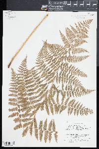 Dennstaedtia distenta image