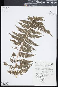 Dennstaedtia globulifera image