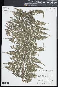 Dennstaedtia globulifera image