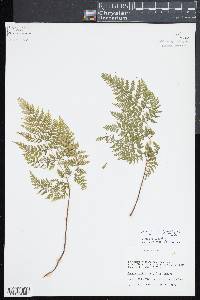 Dennstaedtia scabra image