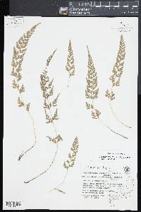 Dennstaedtia wilfordii image