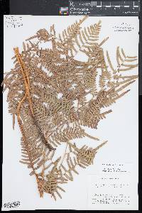 Pteridium aquilinum subsp. latiusculum image