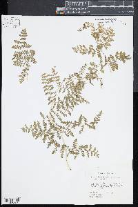 Pteridium caudatum image
