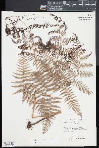 Pteridium caudatum image