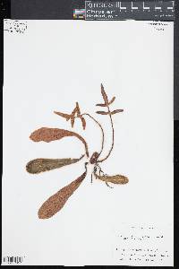 Trachypteris pinnata image