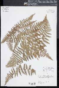 Pteridium aquilinum subsp. decompositum image