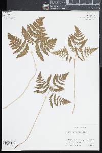 Gymnocarpium dryopteris image