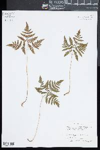 Gymnocarpium dryopteris image