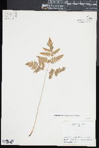 Gymnocarpium dryopteris image