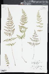 Cystopteris reevesiana image