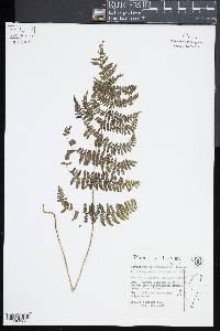 Acystopteris tenuisecta image