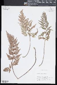 Asplenium adiantum-nigrum image