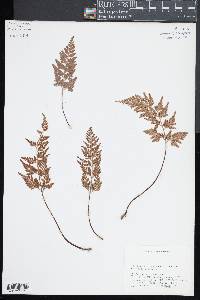 Asplenium adiantum-nigrum image