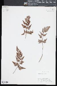 Asplenium adiantum-nigrum image