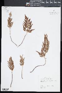 Asplenium adiantum-nigrum image