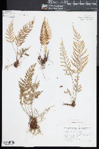 Asplenium auritum image