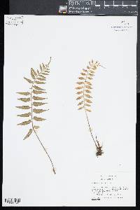 Asplenium auritum image