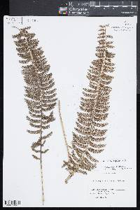 Asplenium longissimum image