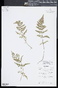 Asplenium obovatum subsp. billotii image